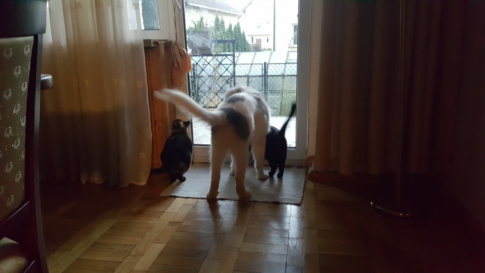 Joszko i koty
