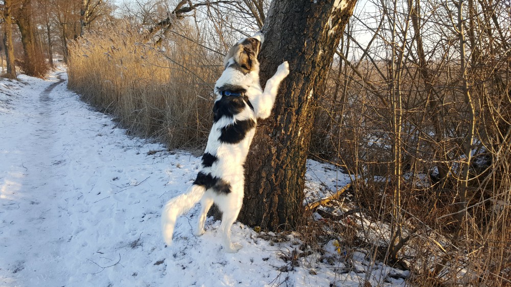 Znajdę cię