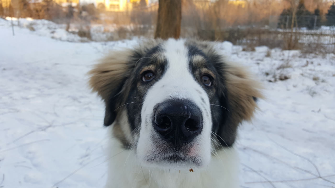 Plusy łakomstwa