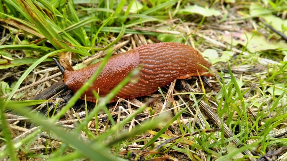 Ślimak