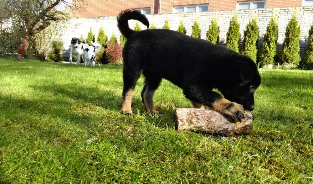 Rocky