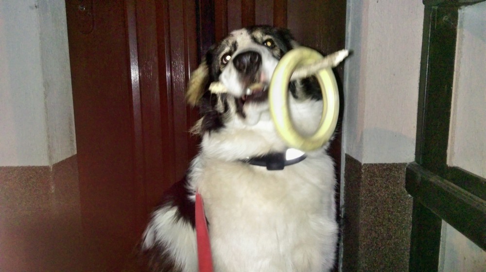 Ringo na Joszku
