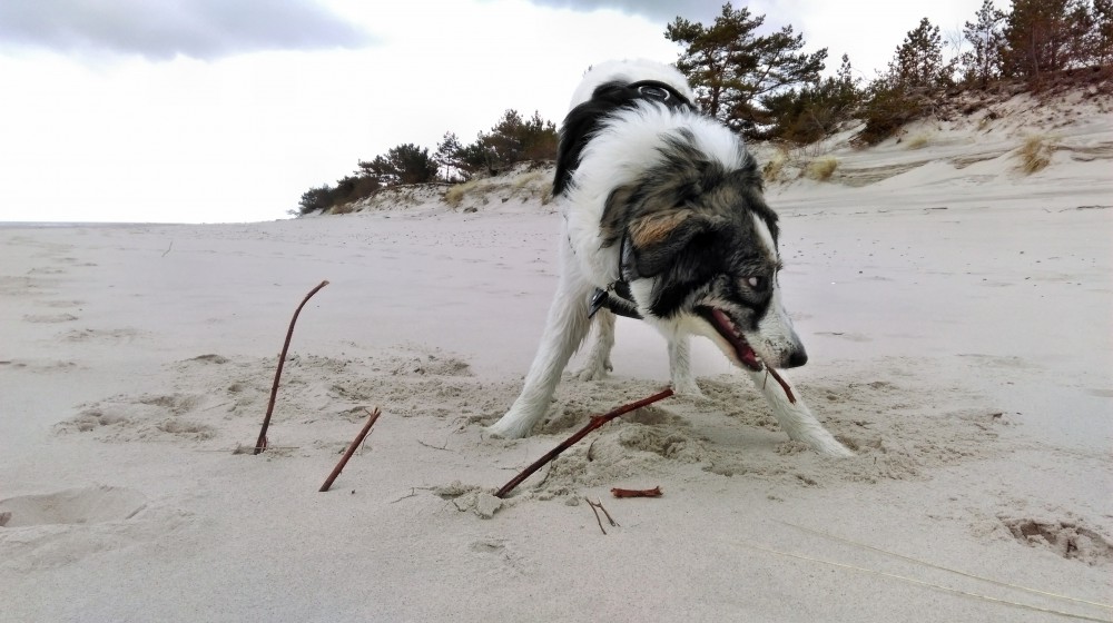 Joszko na plaży