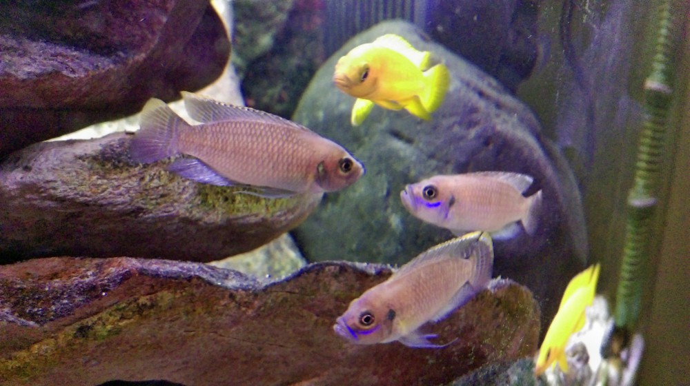 Lamprologus brevis Congo i Neolamptologus leleupi orange