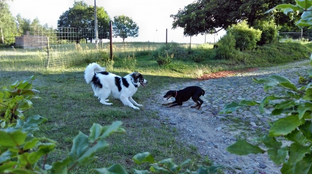 Joszko i Luna