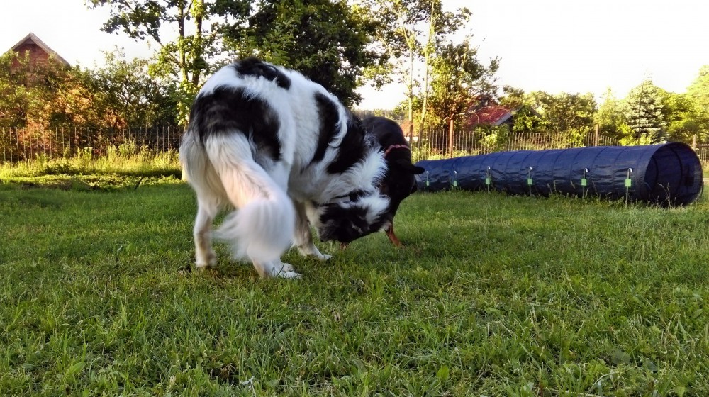 Luna i Joszko