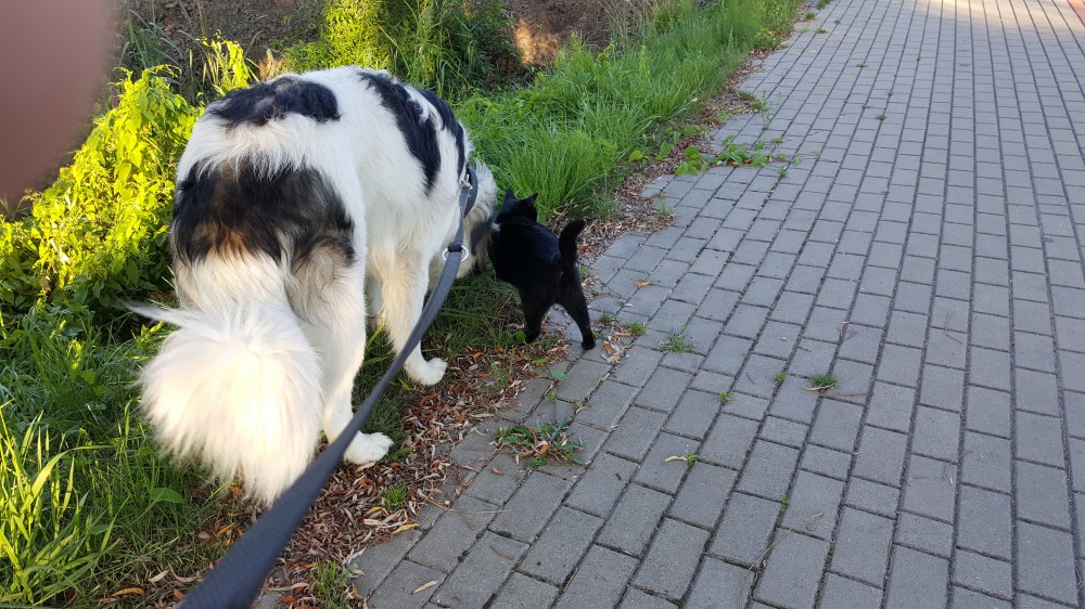 Joszko na spacerze z Hanutką