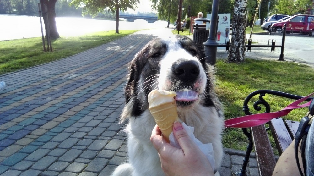 Joszko je loda