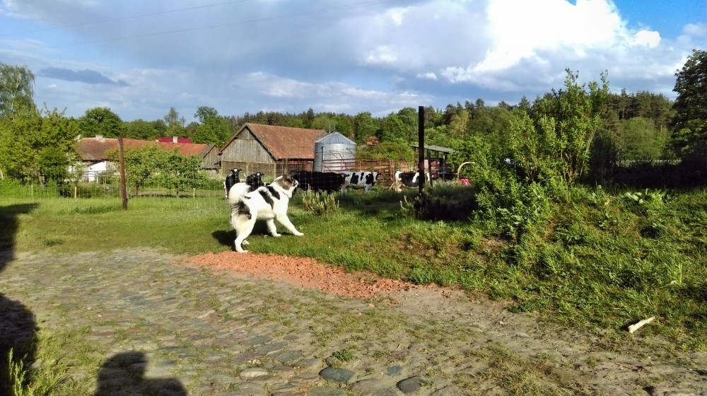 Joszko straszy krowy