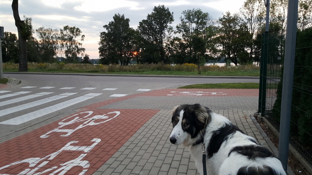 Joszko na chodniku