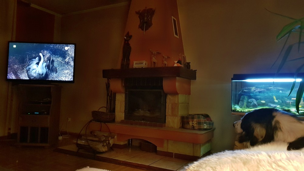 Joszko zaintersowany telewizją