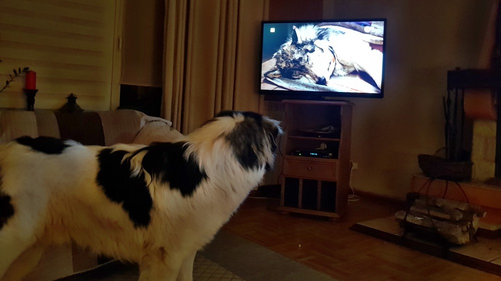 Joszko ogląda film
