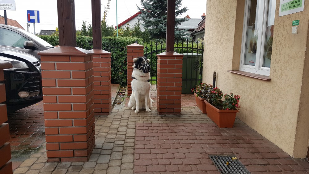 joszko w kagańcu - czeka