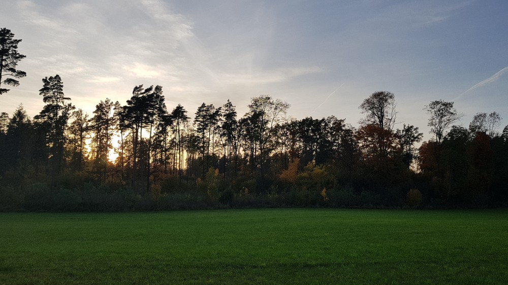 Wstaje słońce nad lasem