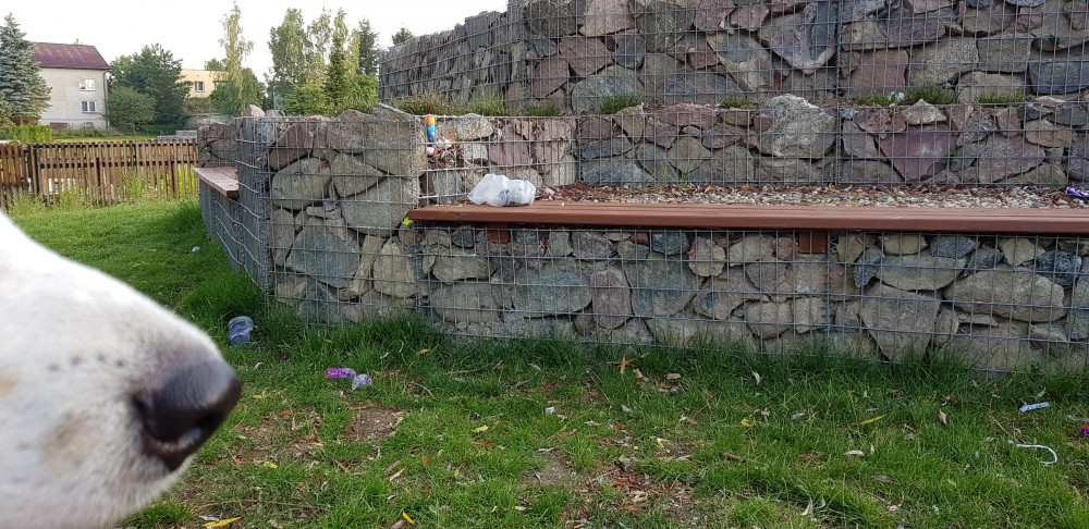 Joszko nosem lustruje park