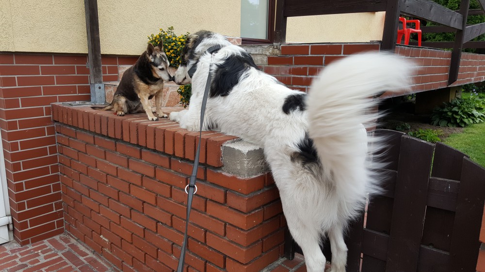Joszko i piesek na murku