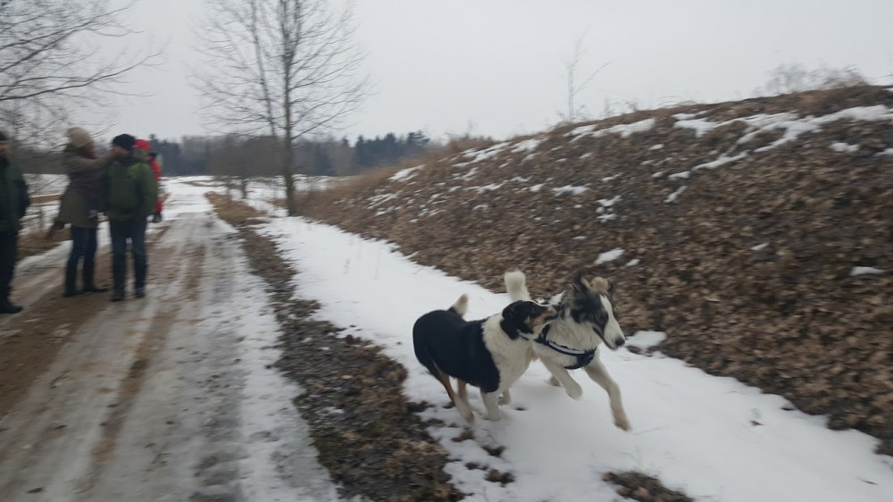 Na spacerze z colie