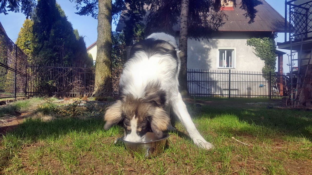 Paleo canis ventriculus