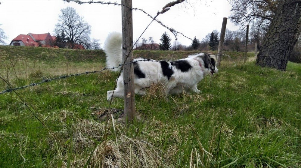 Już pędzę