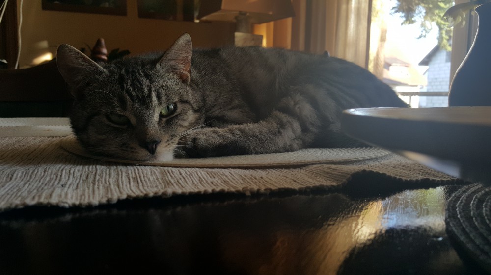 Piwniś