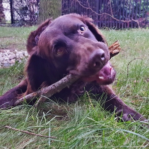 Rudy i nasz pies