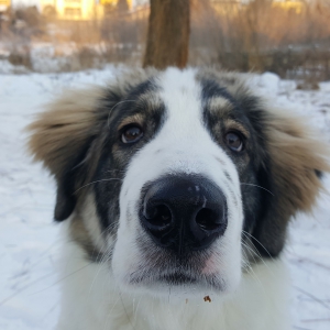 Plusy łakomstwa