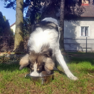 Paleo canis ventriculus